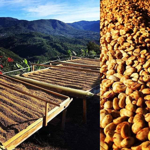La Esmeralda - Costa Rica (honey)