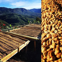 La Esmeralda - Costa Rica (honey)
