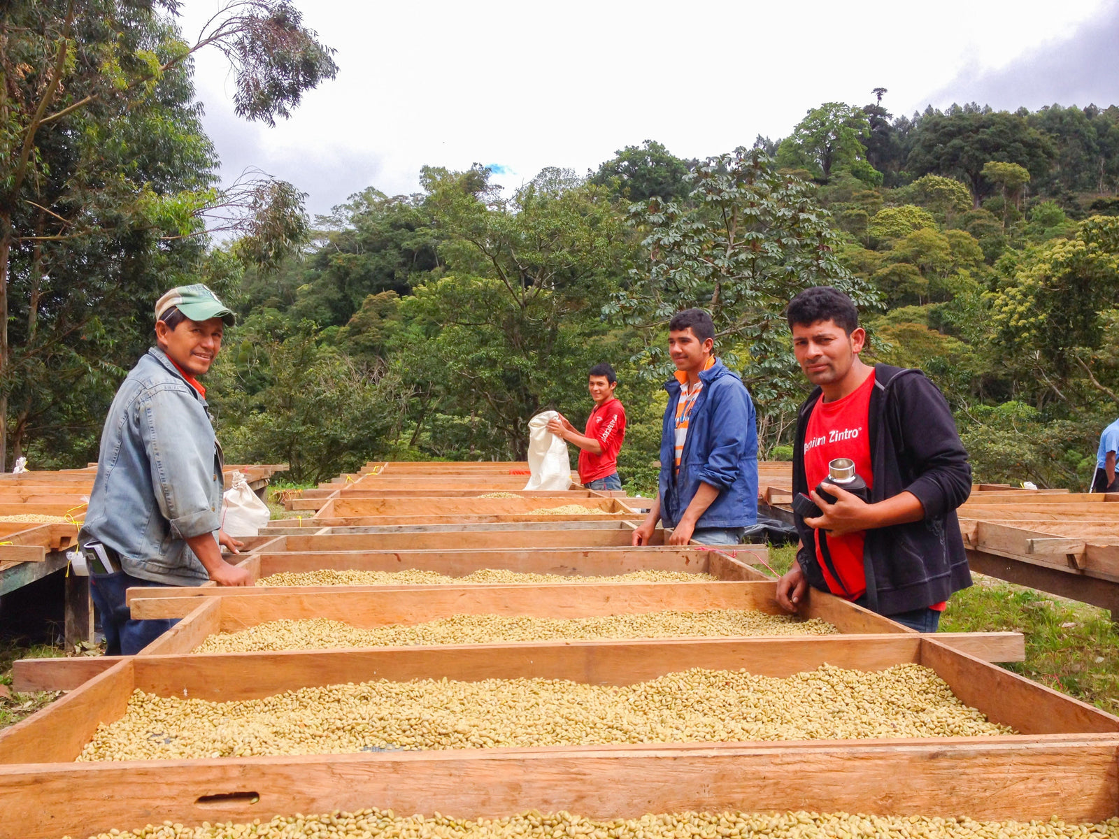 Aurora Parainema - Nicaragua (natural)