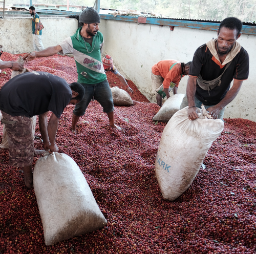 Baroida — Papua New Guinea (natural)