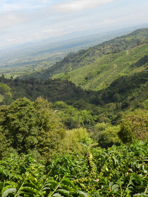 Tumbaga - Colombia (DECAF)