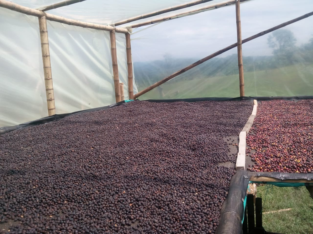 Monteblanco - Colombia (extended fermentation natural)