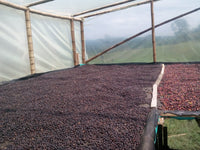 Monteblanco - Colombia (extended fermentation natural)