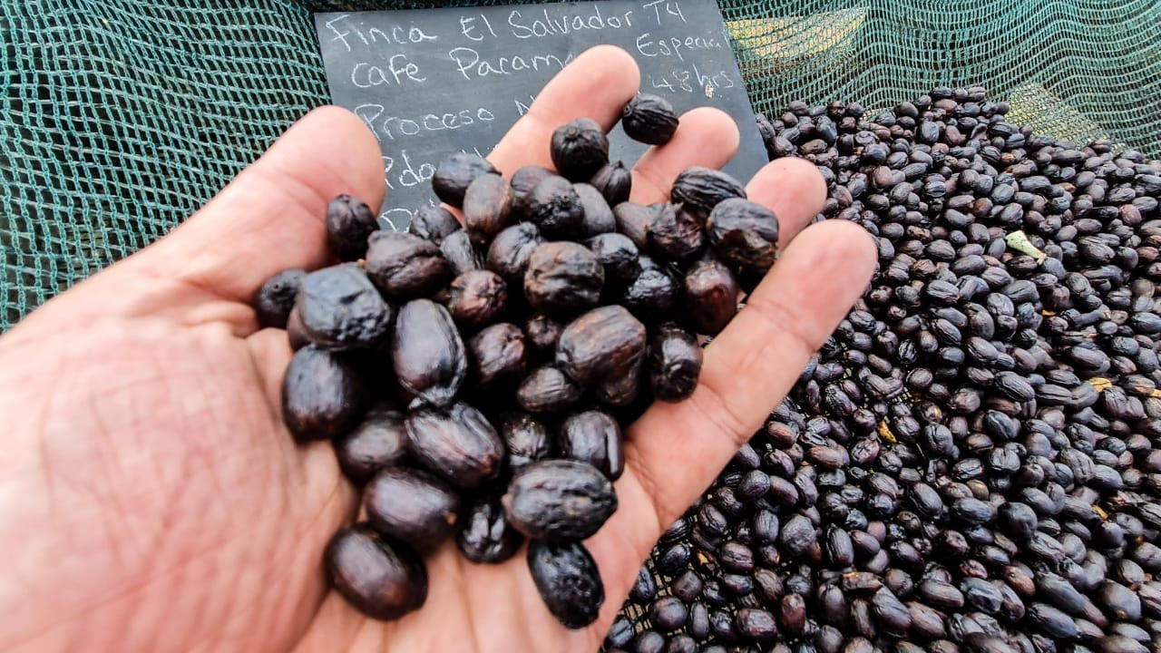 Finca Nazareth — El Salvador (anaerobic natural)