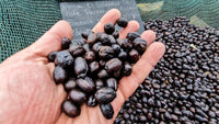Finca Nazareth — El Salvador (anaerobic natural)