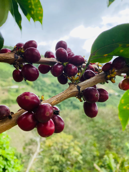Jesus Barahona Tabi - Colombia (natural)