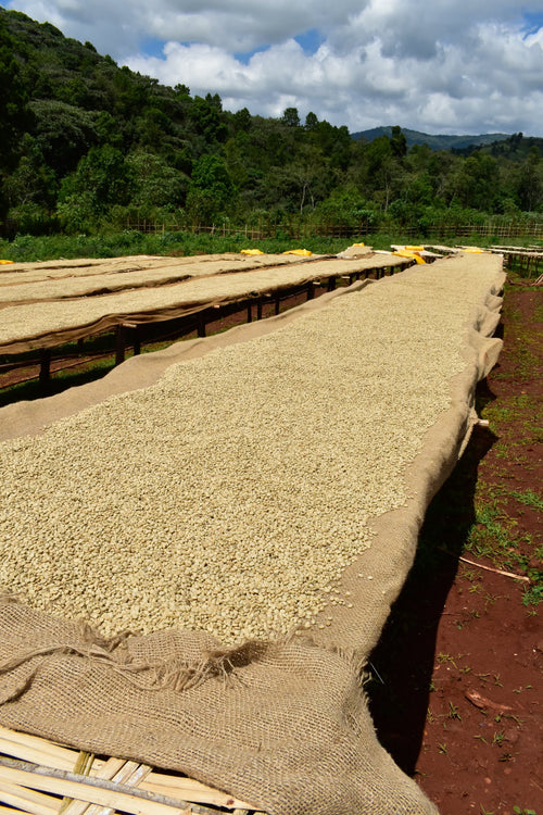 Aricha Yirgacheffe  — Ethiopia (washed)