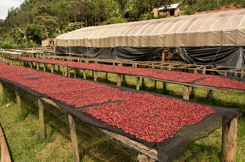 Cyendajuru - Rwanda (natural)